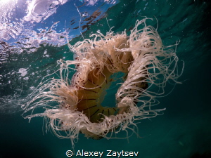 Jellyfish - zero by Alexey Zaytsev 